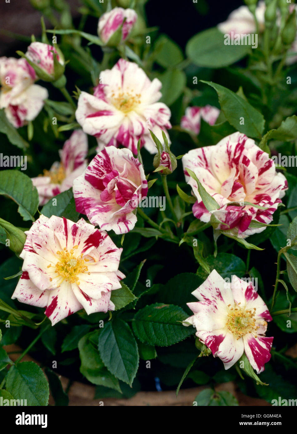 Miniature Rose - Rosa `Stars n' Stripes'   RMN001755 Stock Photo